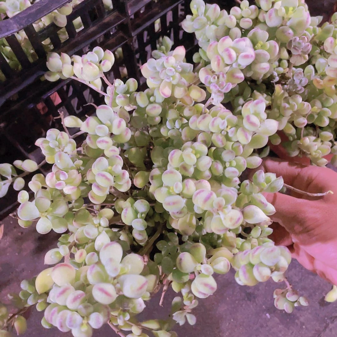 【闪购商品】达摩。