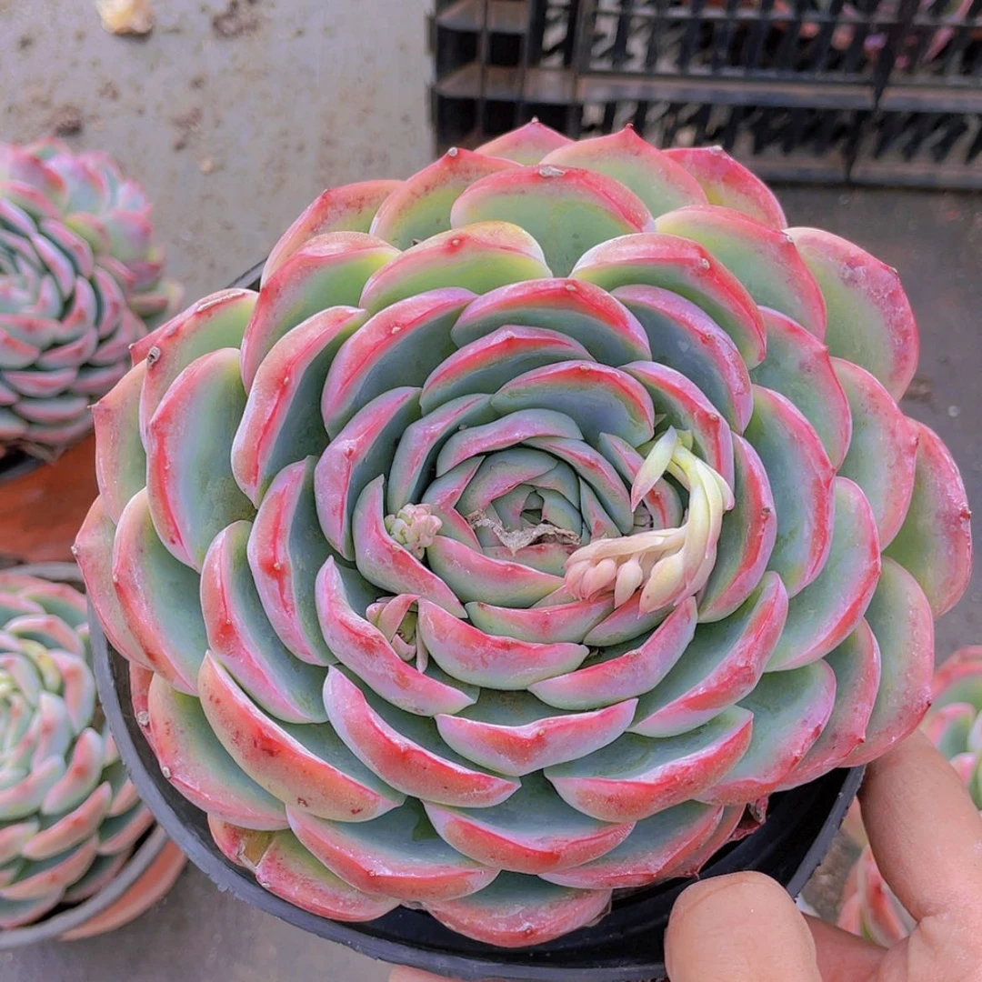 【闪购商品】侧影。