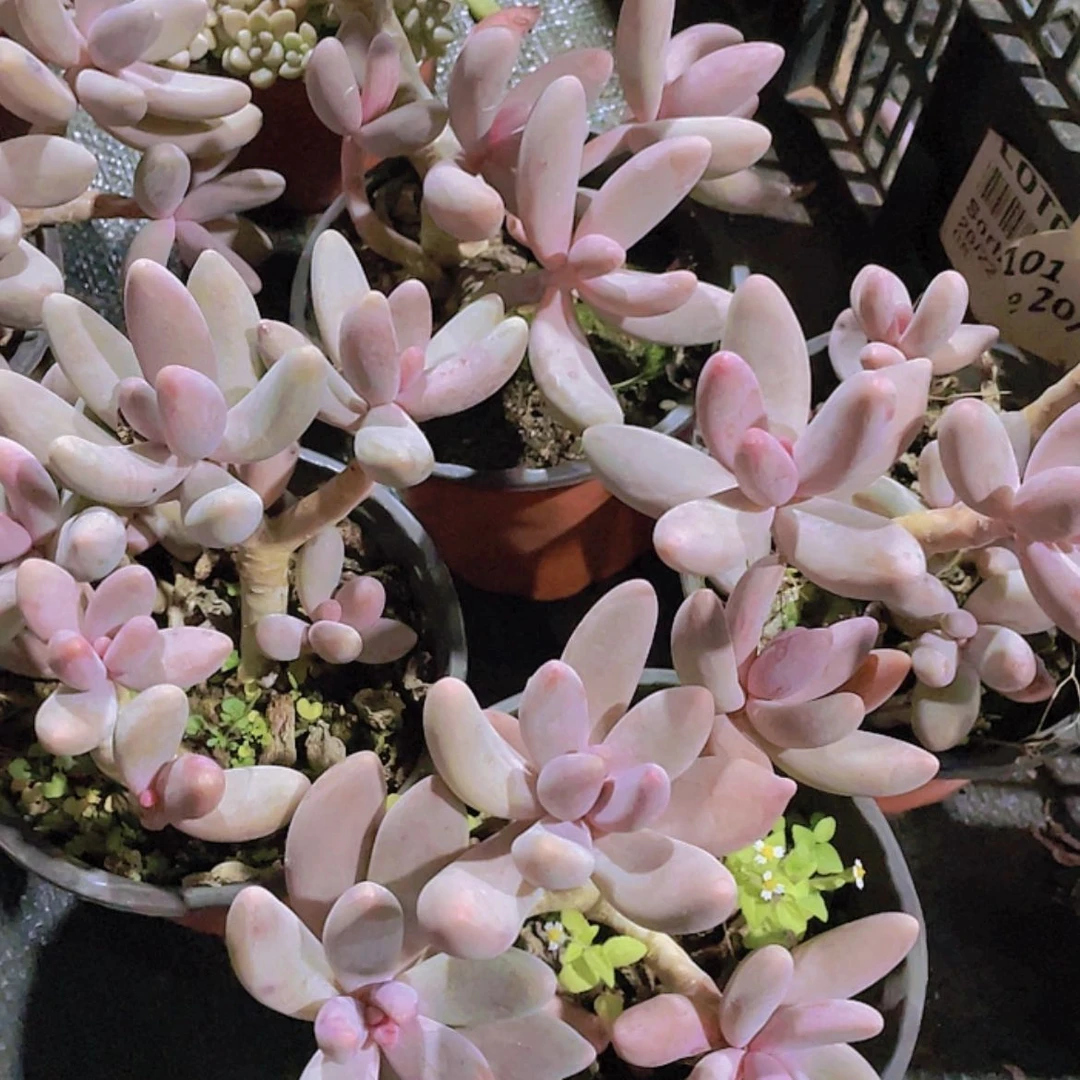 【闪购商品】红手指