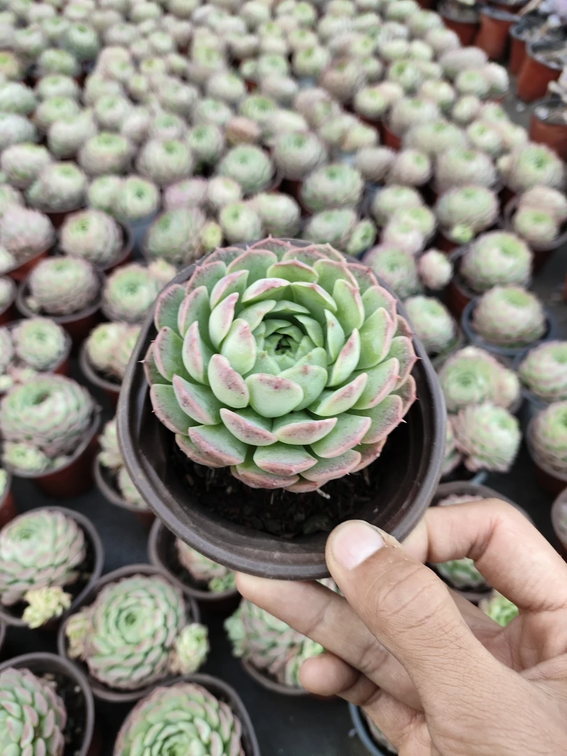 朱砂痣 6-8公分 多肉植物 全店满9.9包邮