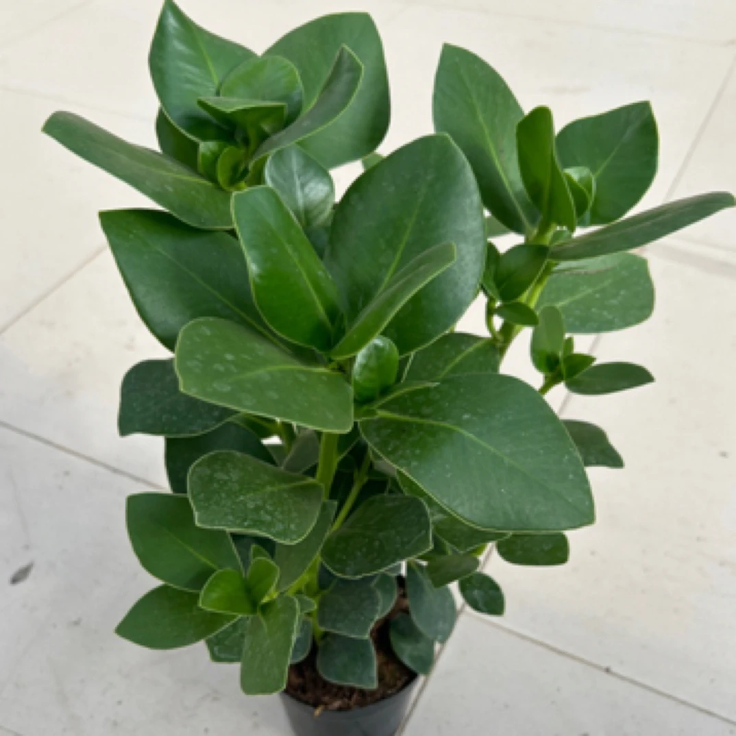 三株苗签名树喜阳