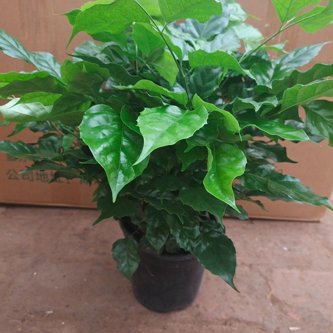 绿宝幸福树木质植物室内装饰植物盆栽