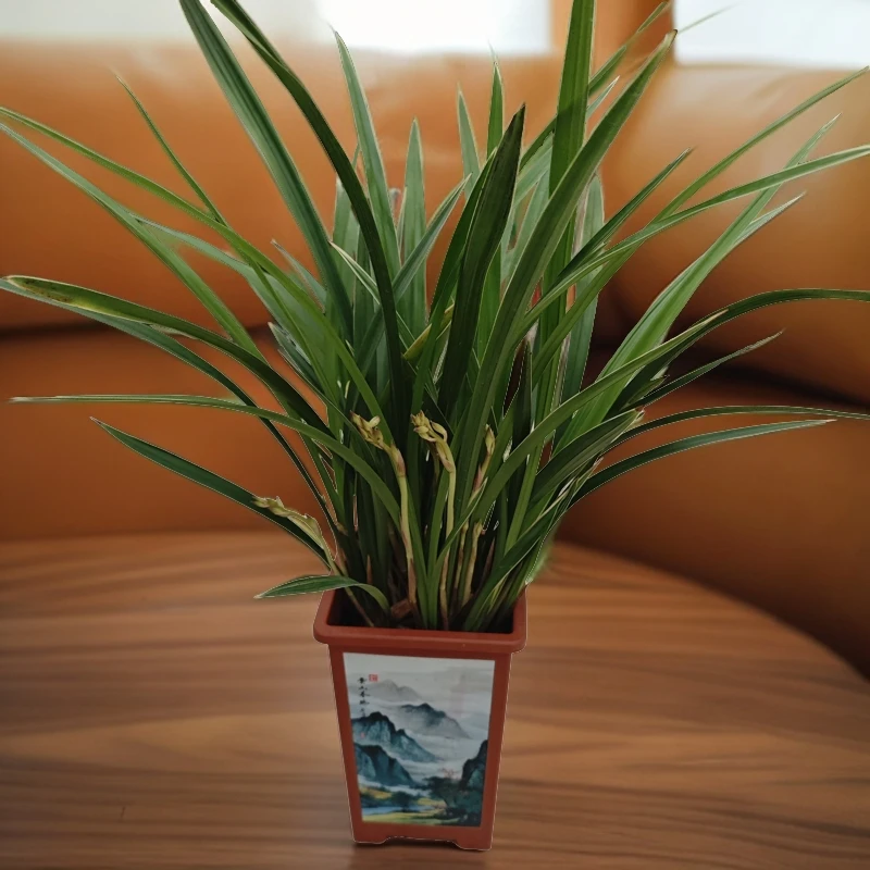 黄金彩虹兰开花植物带好养植物