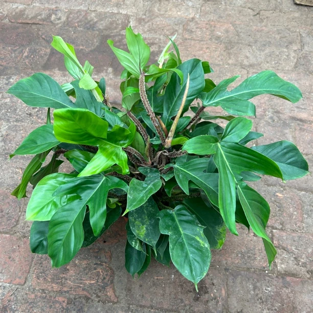 飞机红毛腿蔓绿绒