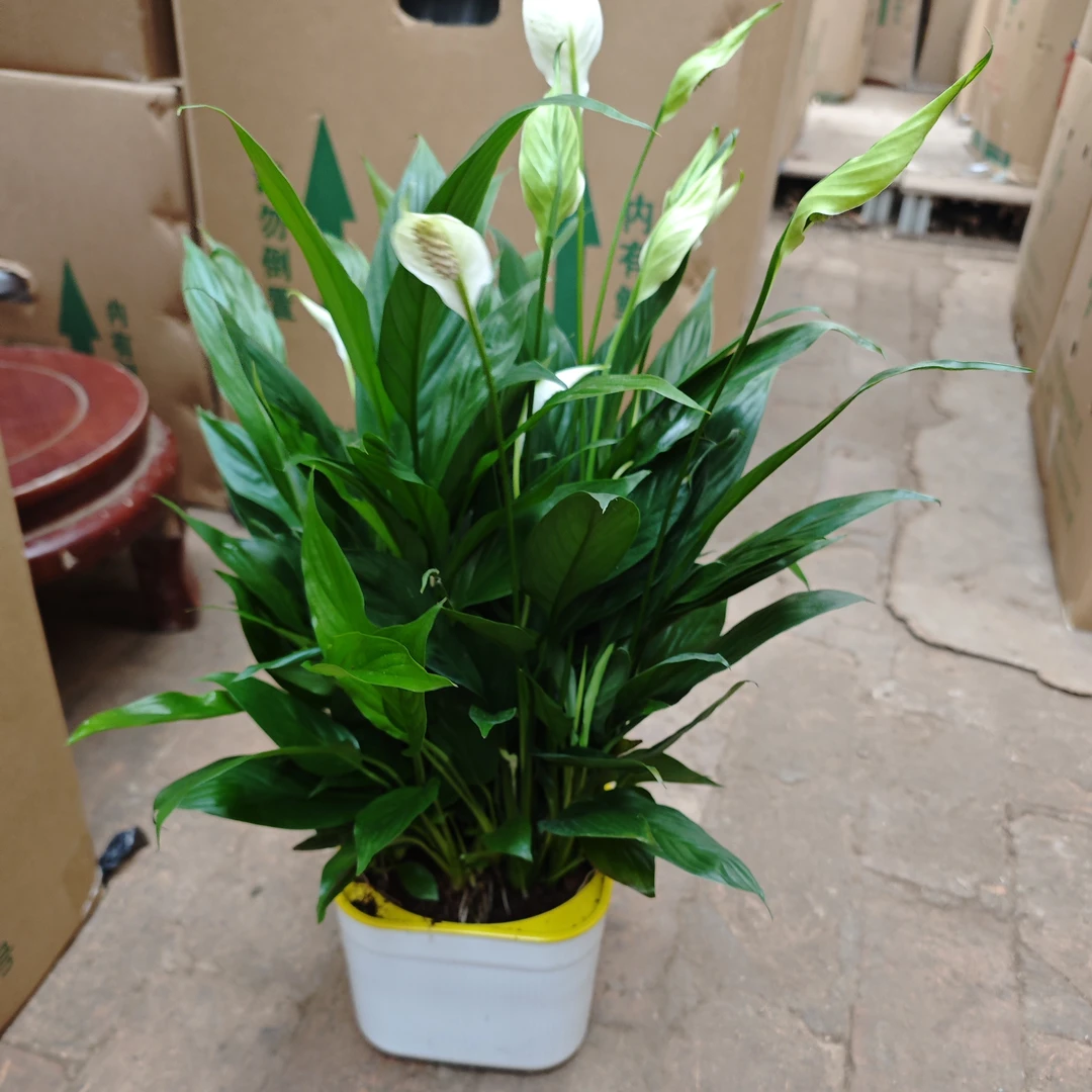 轻奢风美酒一帆风顺盆栽桌面植物大颗型带盆