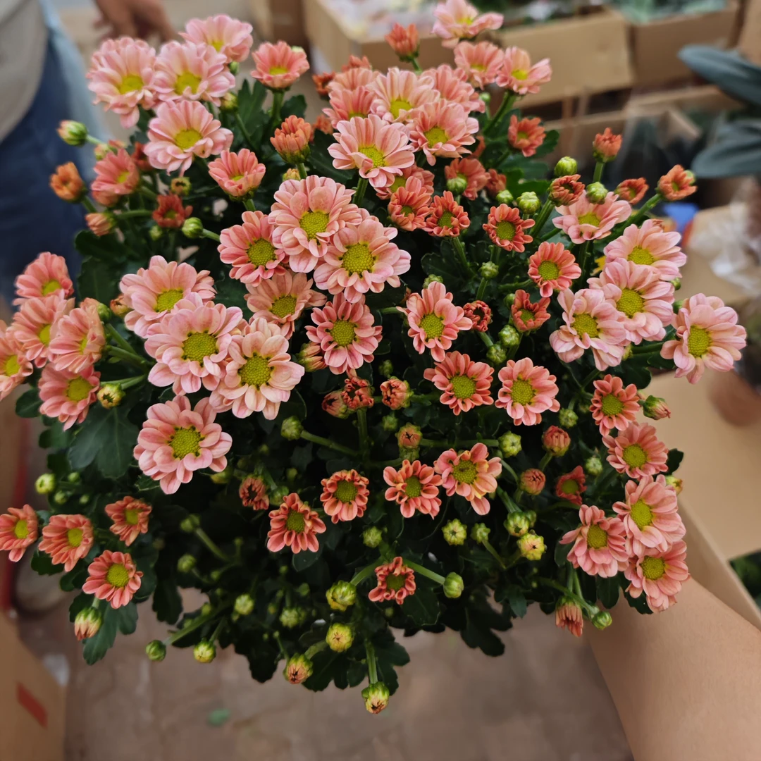 国缤玲珑小菊盆栽雏菊开花