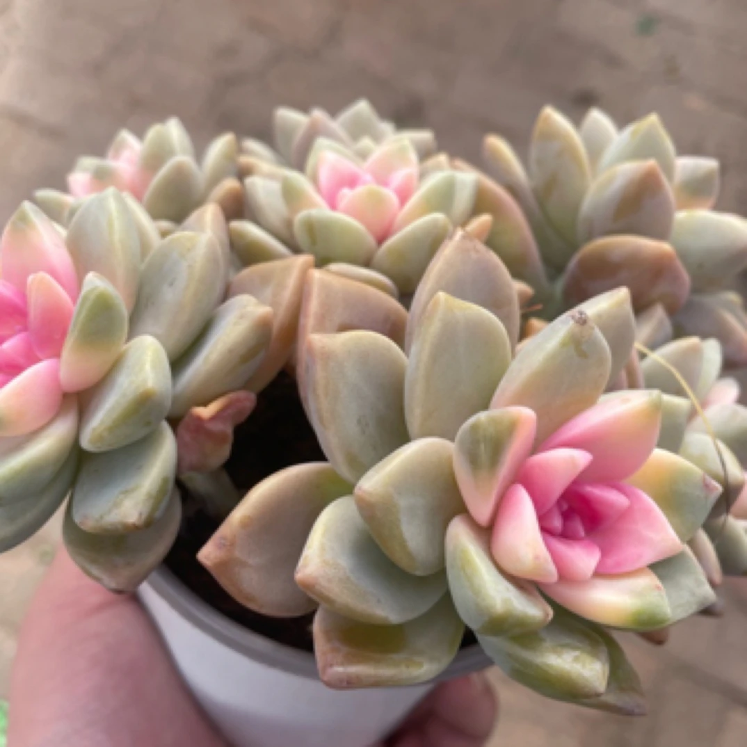 【淡雪锦】多肉植物耐旱