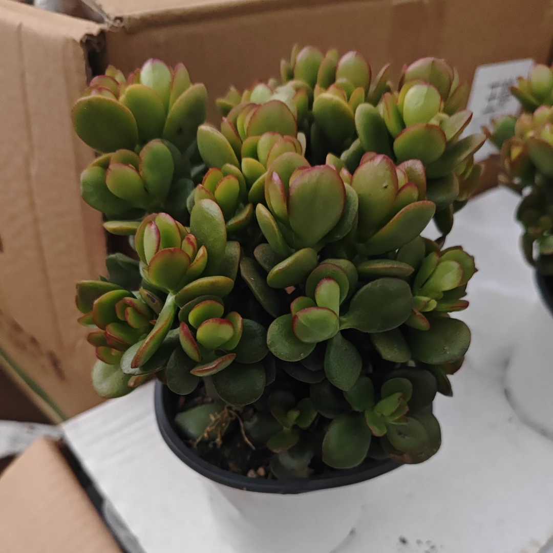 姬红花月室内植物