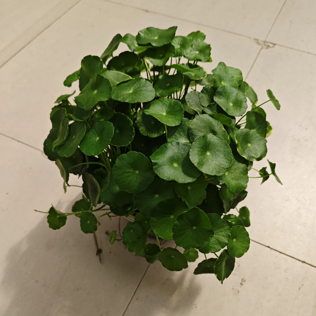 水培铜钱草室内植物