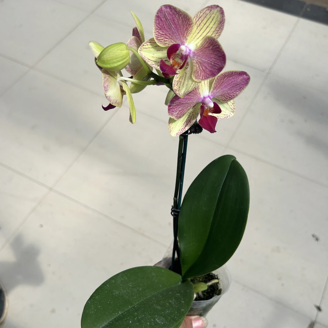 三色鸟蝴蝶兰兰花