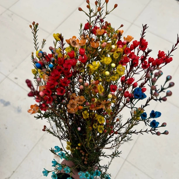 多色腊梅枝切花室内