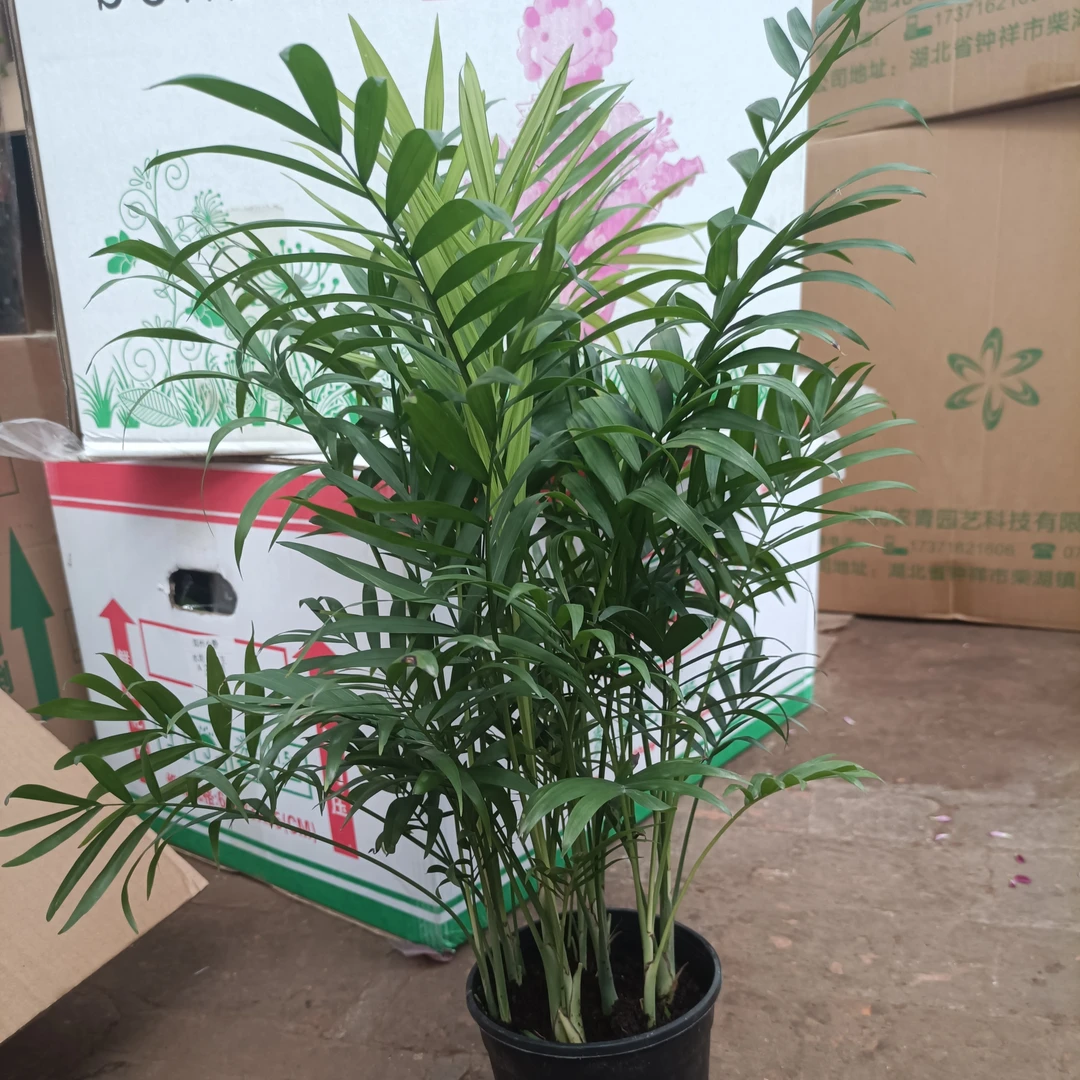140袖珍椰子桌面盆栽好养植物