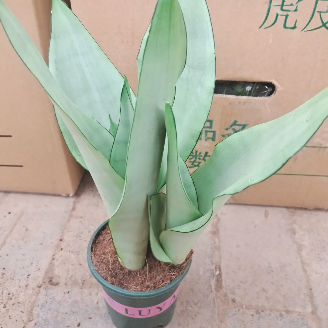 白玉虎皮兰室内桌面空气净化器