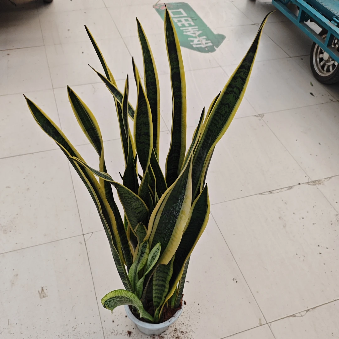 大盆虎皮兰室内植物