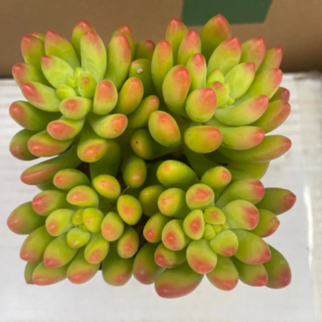 【春萌】多肉植物耐旱