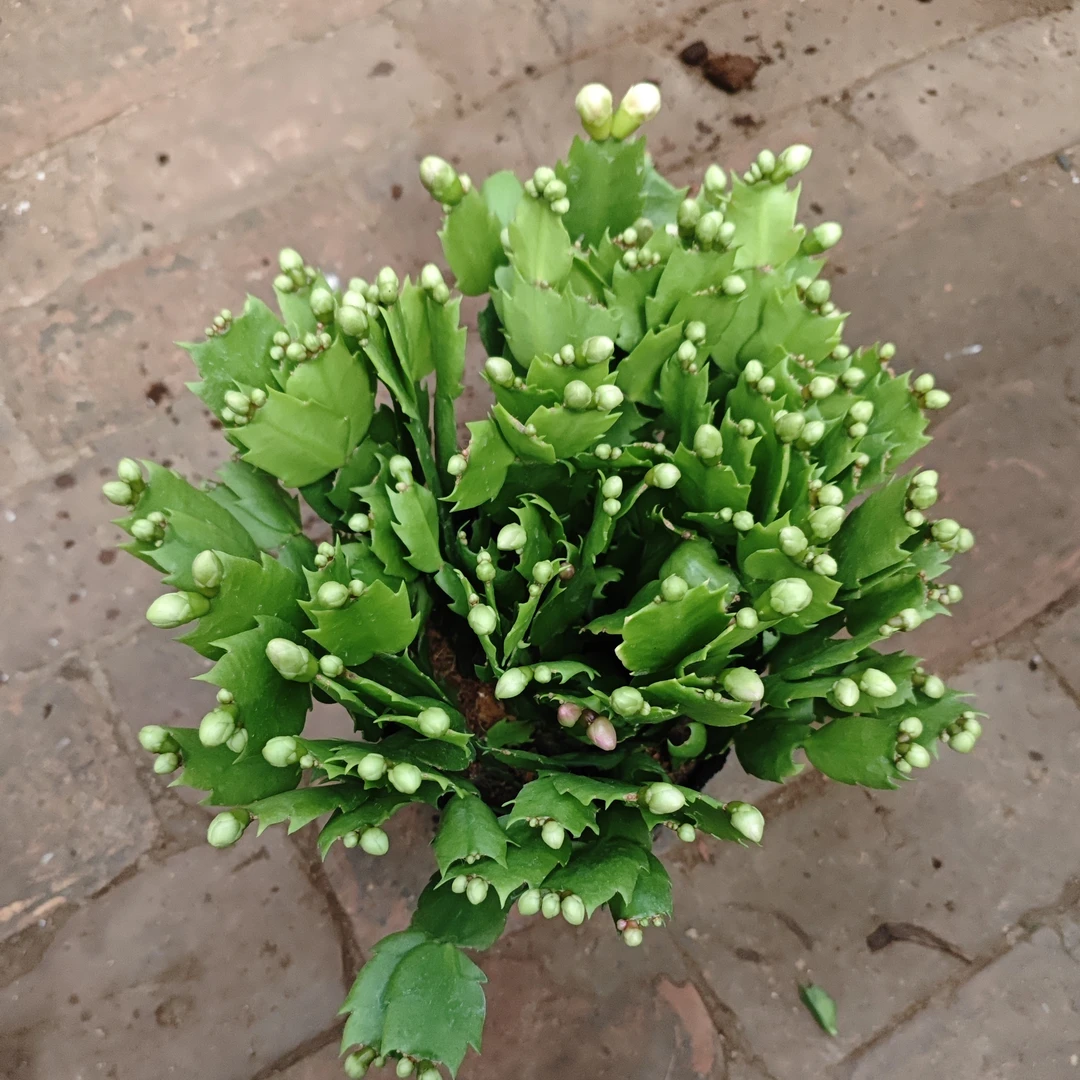 紫色蟹爪兰开花植物