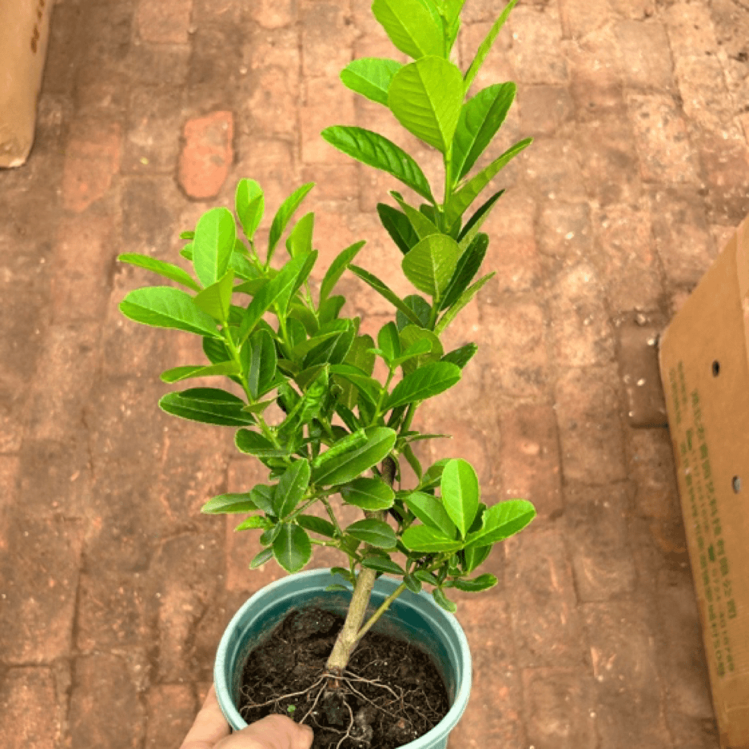 0.5加仑柠檬木本