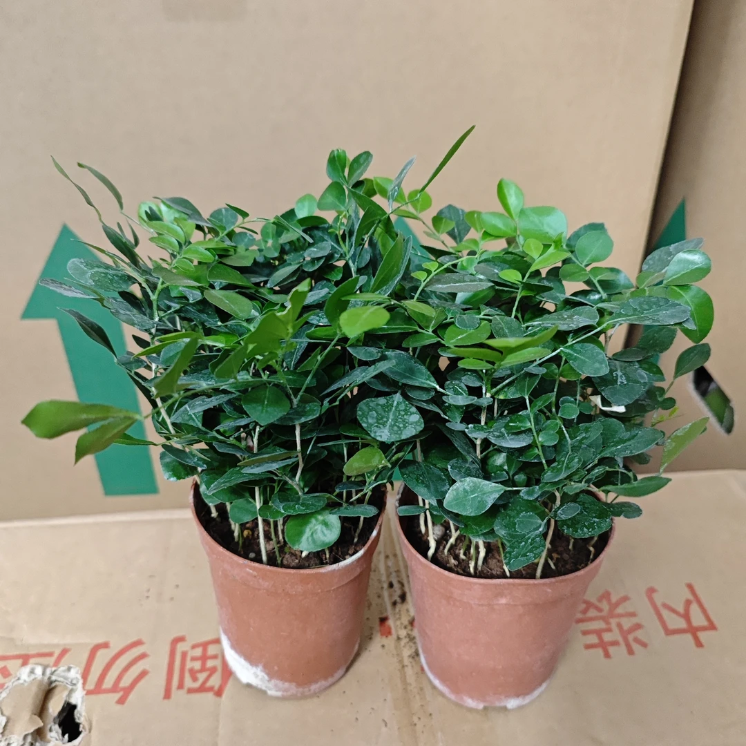 两盆九里香室内植物