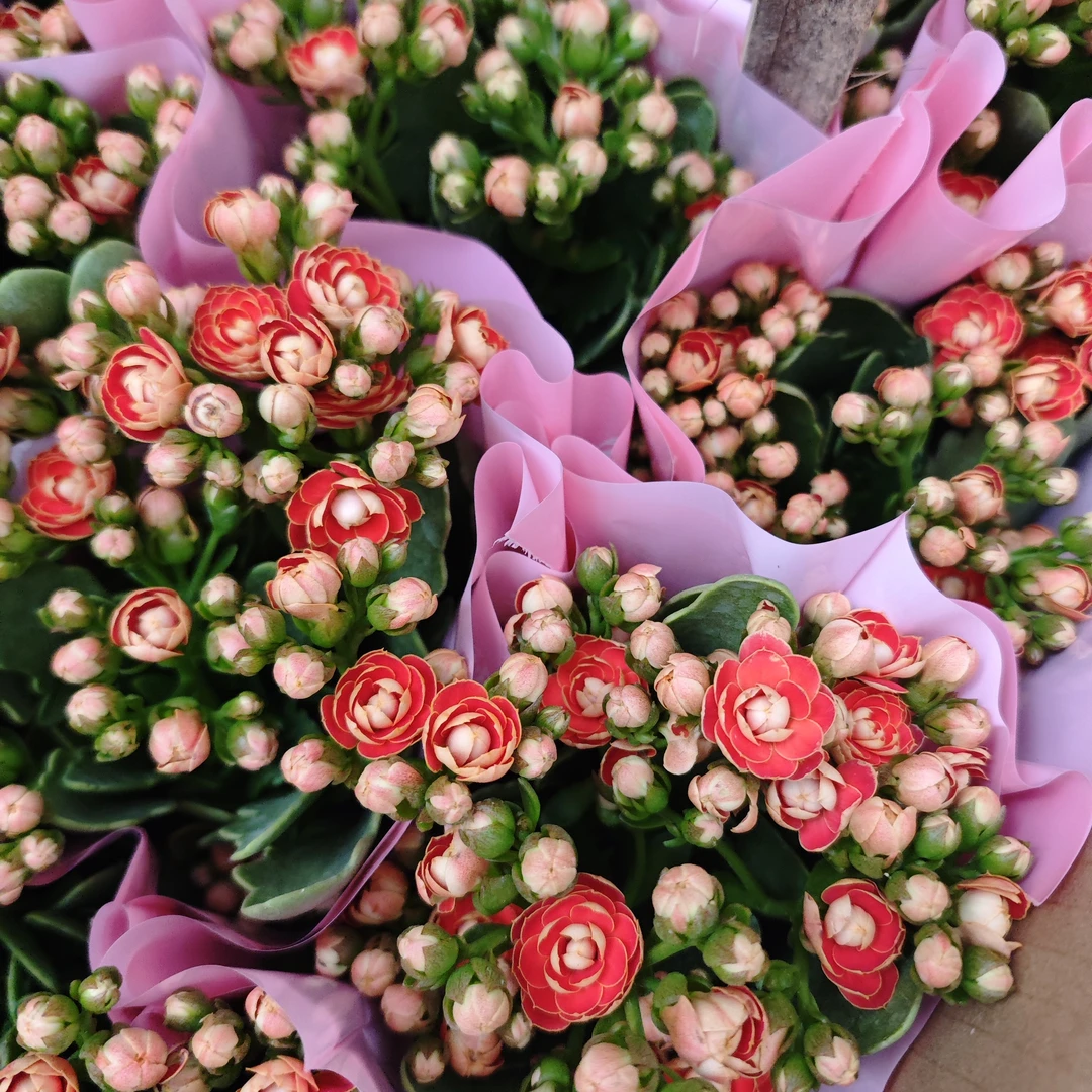 金狐狸长寿花室内盆栽