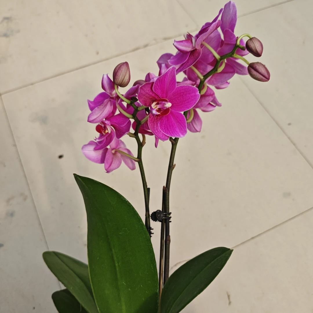 满堂红蝴蝶兰带花室内植物