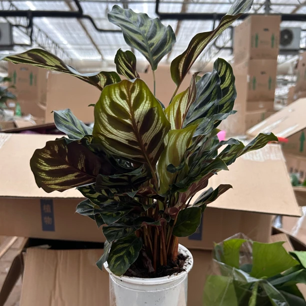 水培孔雀竹芋桌面水培植物