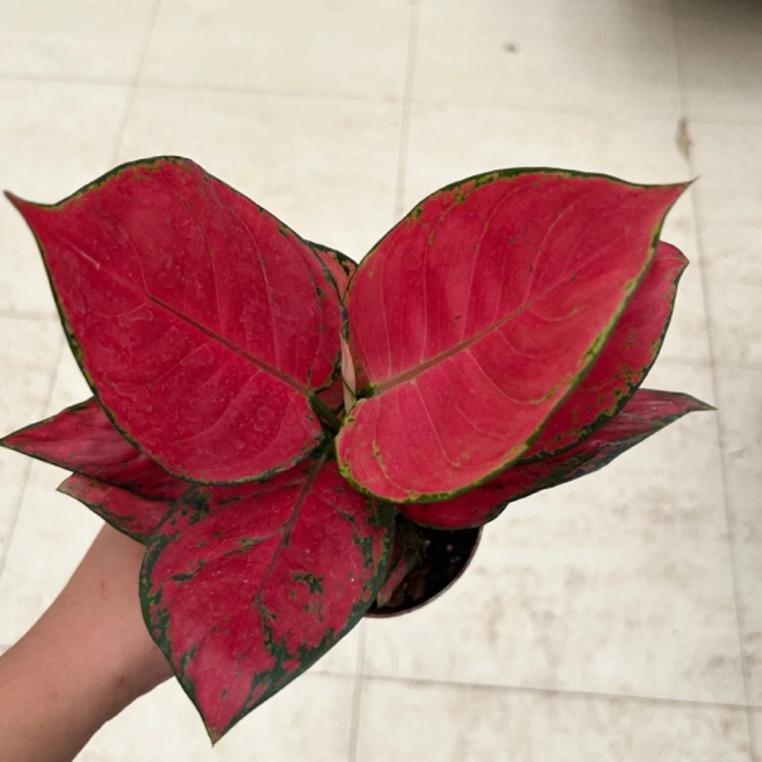 两盆单株苗如意叶片红