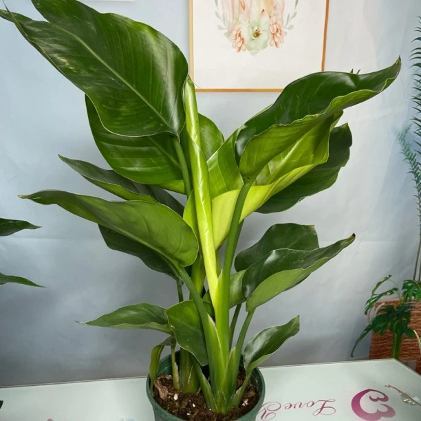 加仑盆天堂鸟室内盆栽植物