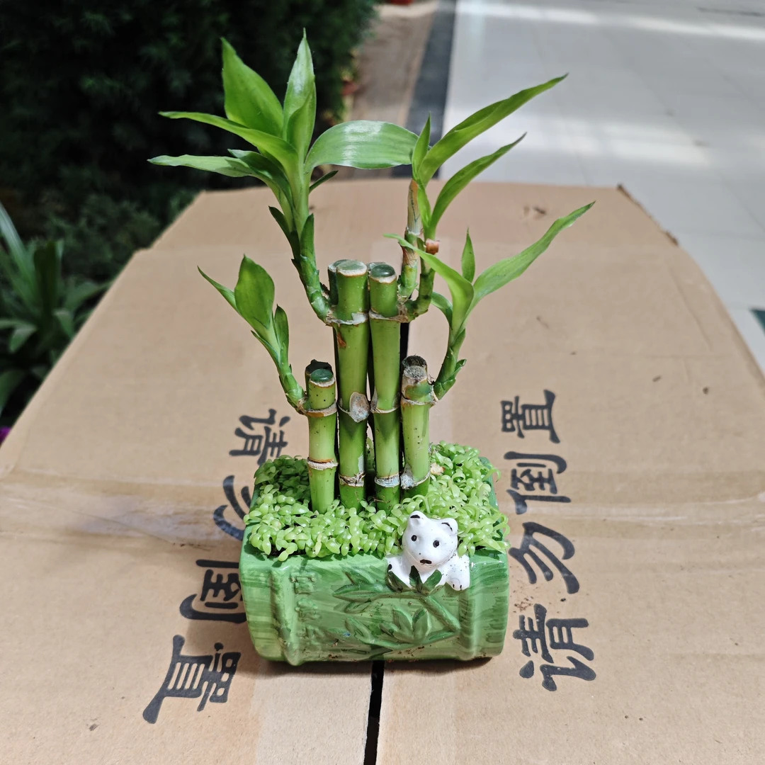 陶瓷盆竹子小森林