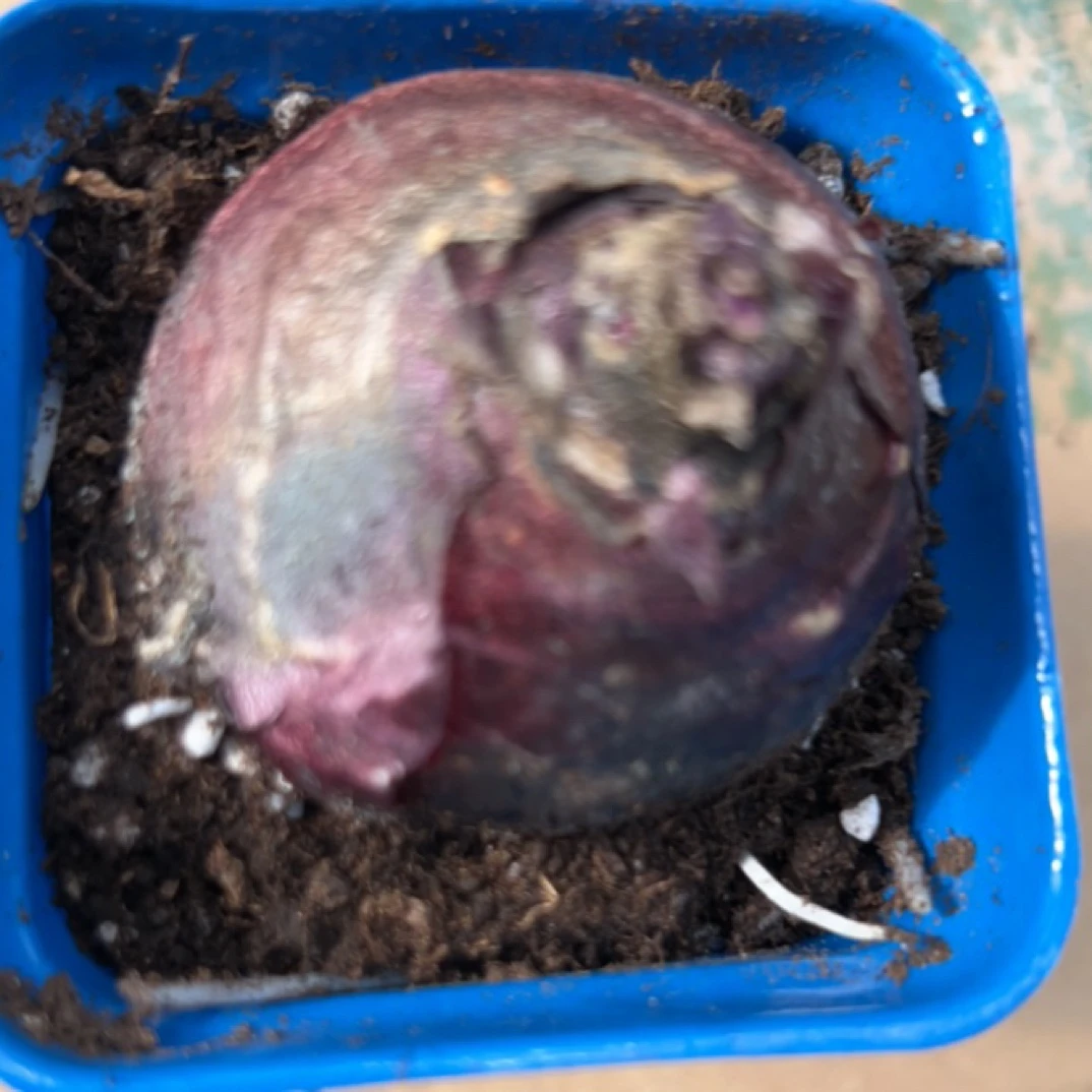 拍一发二土培风信子桌面绿植