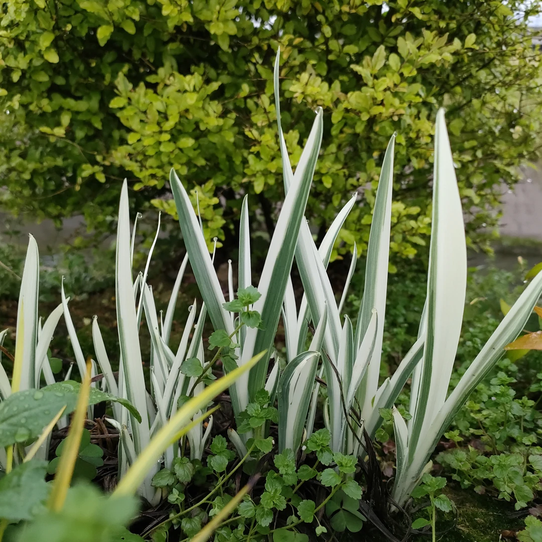 【耐半阴】花叶玉蝉多年生花园植物耐热耐寒庭院露台植物