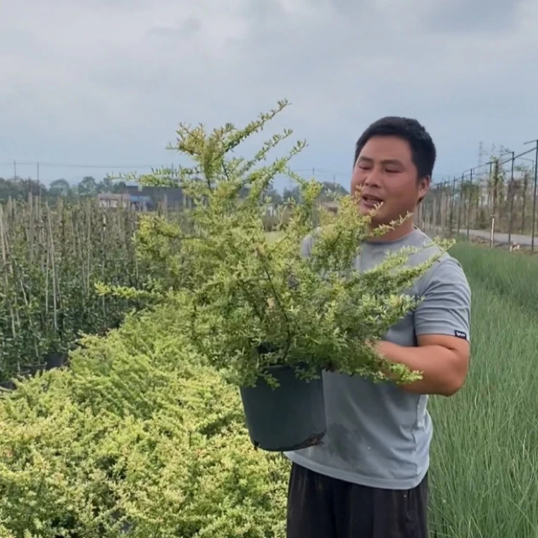 【四季常绿变色】小丑火棘耐热耐寒地栽皮实好养花园庭院骨架植物