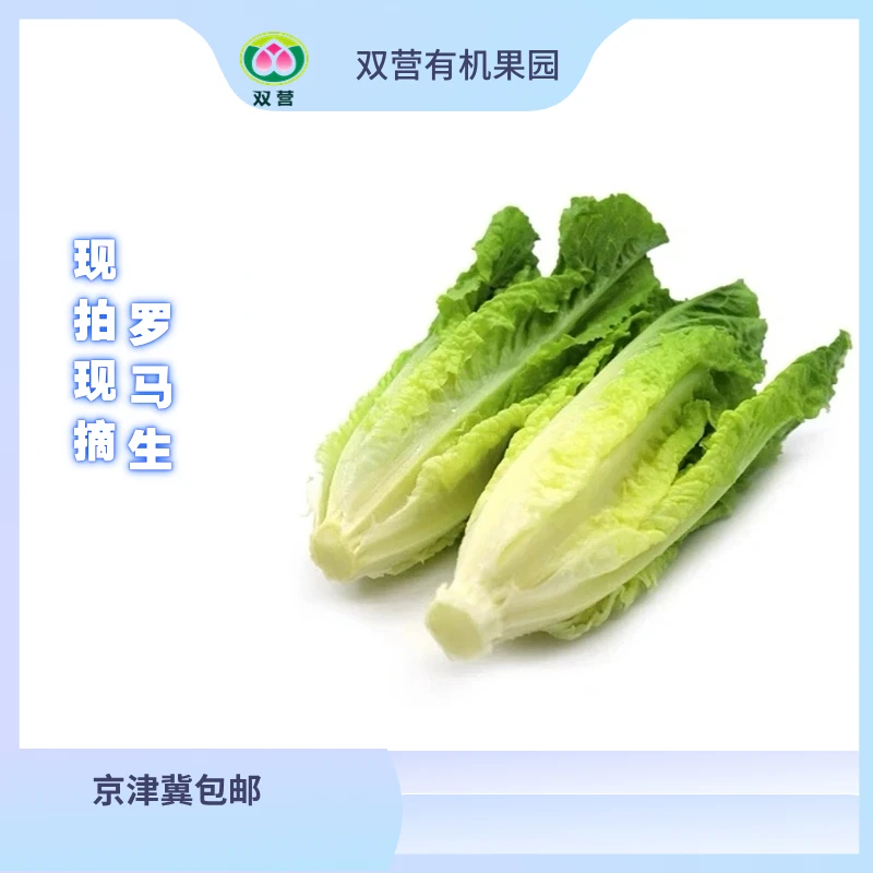 双营果园罗马生沙拉菜农家菜