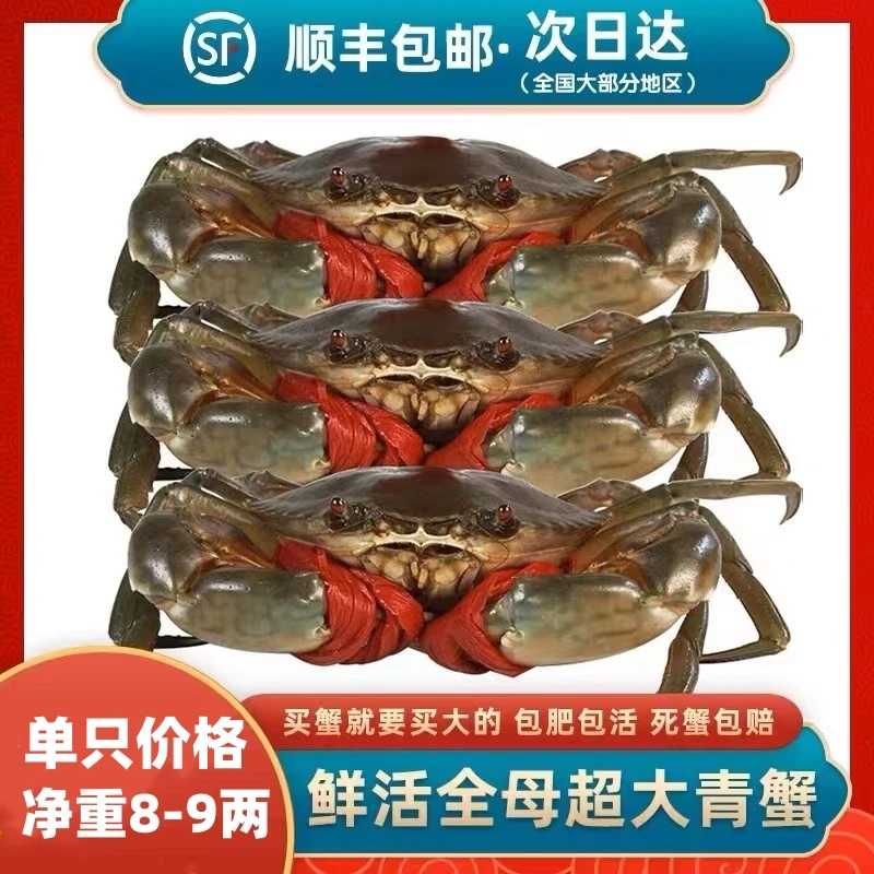 【1只装巨无霸母蟹】大青蟹鲜活膏蟹红鲟特大母蟹包活包肥过节送礼