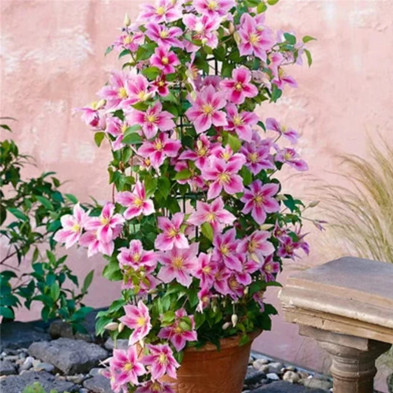 【小鸭】铁线莲四季开花爬藤植物重瓣大花庭院阳台藤本攀援卉盆栽