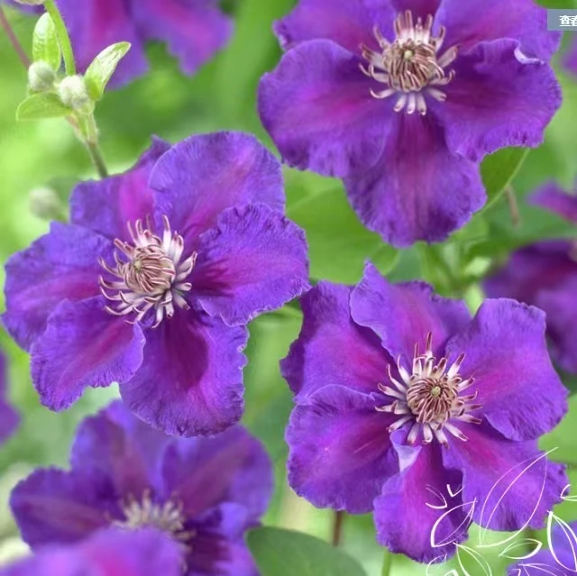 【爱炫】铁线莲四季开花爬藤植物重瓣大花庭院阳台藤本攀援盆栽