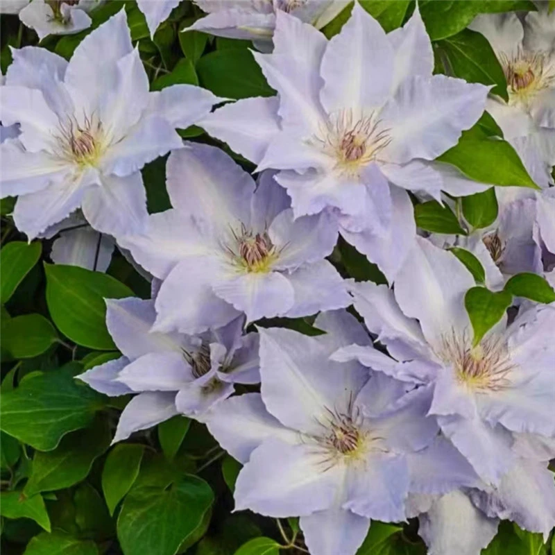 【一加仑静海石】铁线莲四季开花爬藤植物重瓣大花庭院阳台藤本攀援