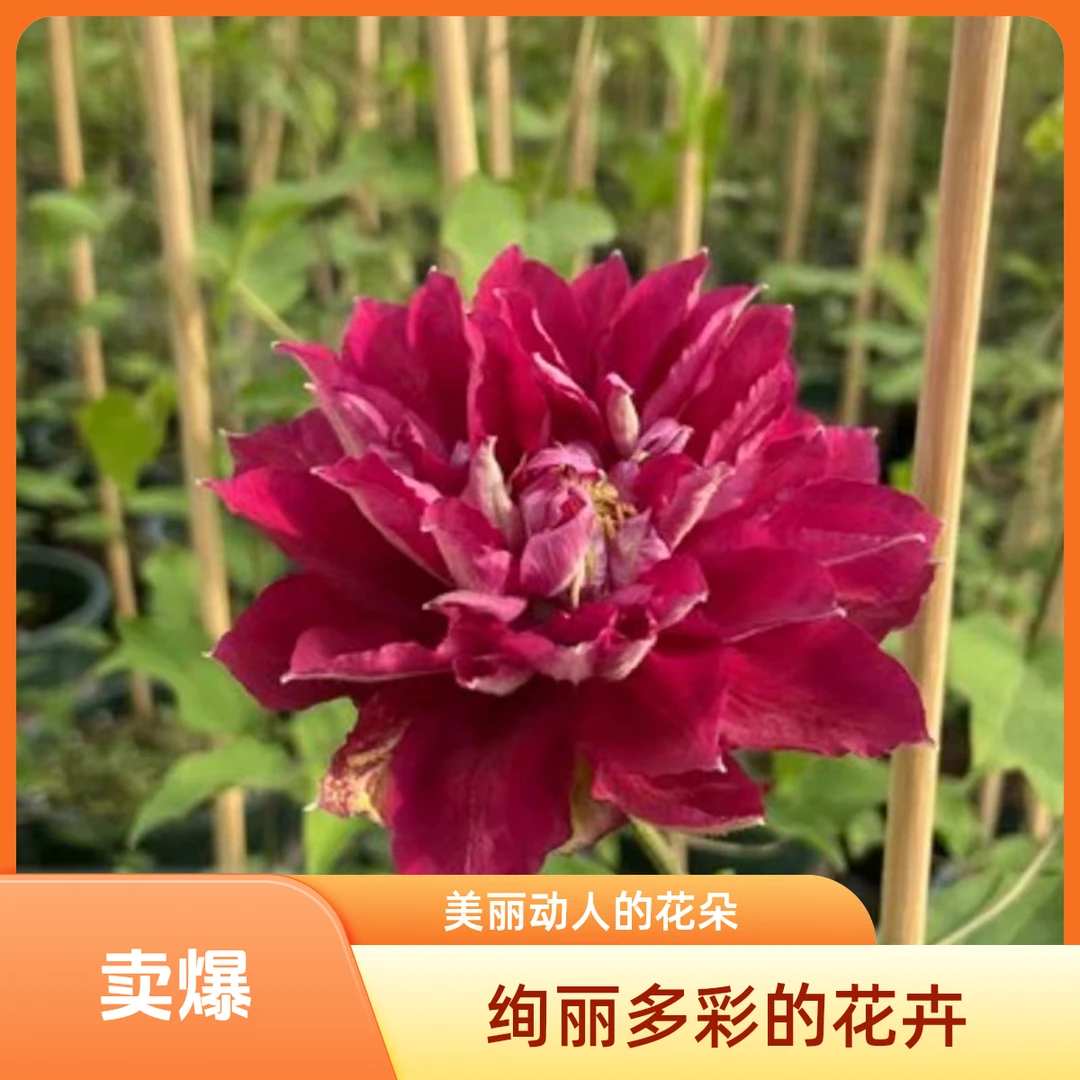 【一加仑红富士】铁线莲四季开花爬藤植物重瓣大花庭院阳台藤本攀援