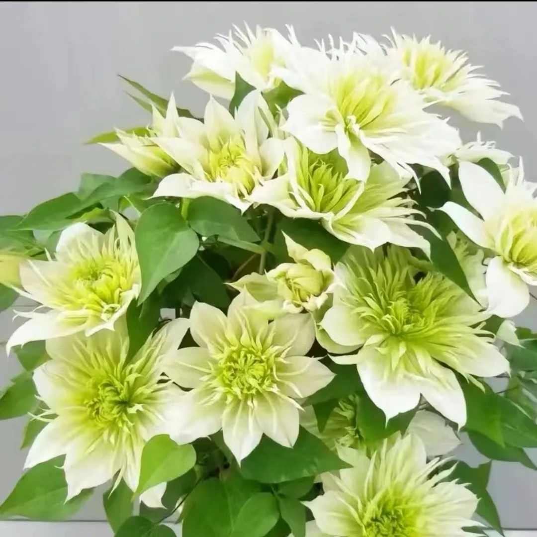 一加仑【新品华川】铁线莲四季开花爬藤植物重瓣大花庭院阳台藤本盆