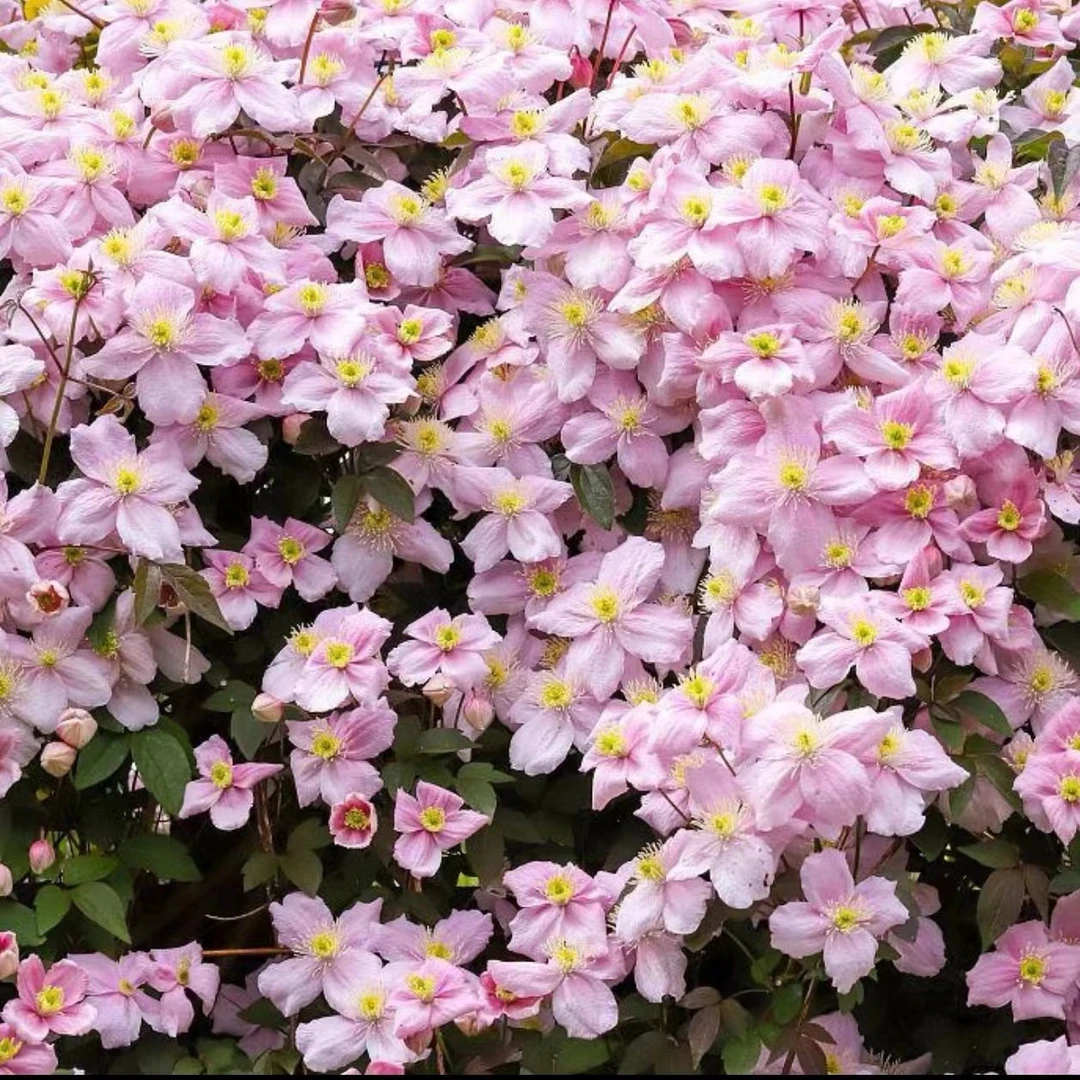 【杰出】铁线莲四季开花爬藤植物重瓣大花庭院阳台藤本攀援盆栽