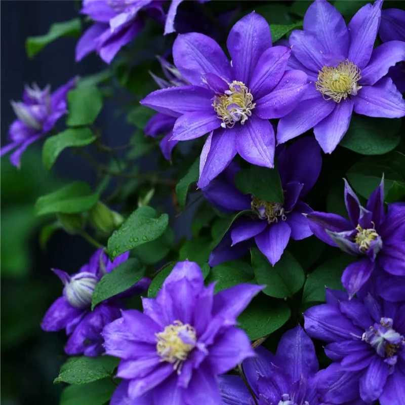 【一加仑伍斯特美女】铁线莲四季开花爬藤植物重瓣大花庭院阳台藤本