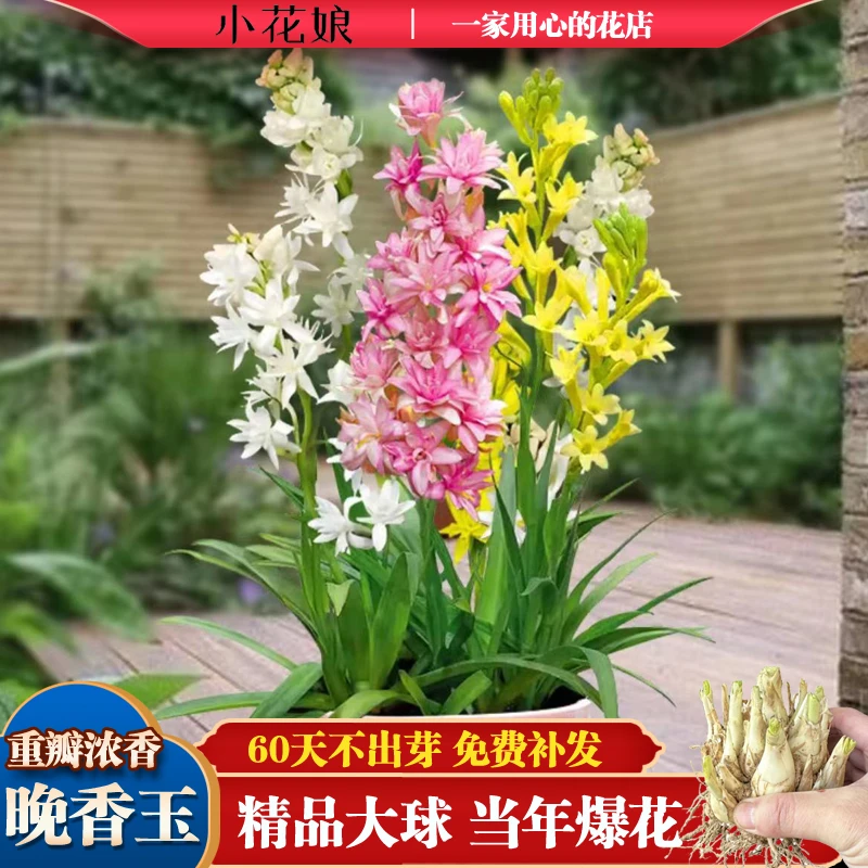 重瓣晚香玉种球 浓香型花卉庭院阳台盆栽四季多年生