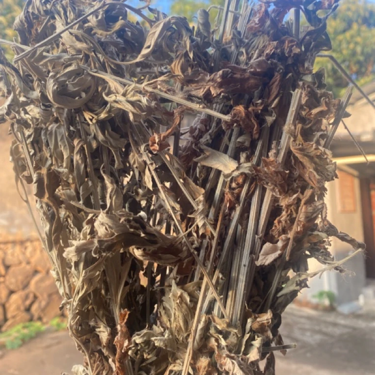 高山  农家  艾叶梗