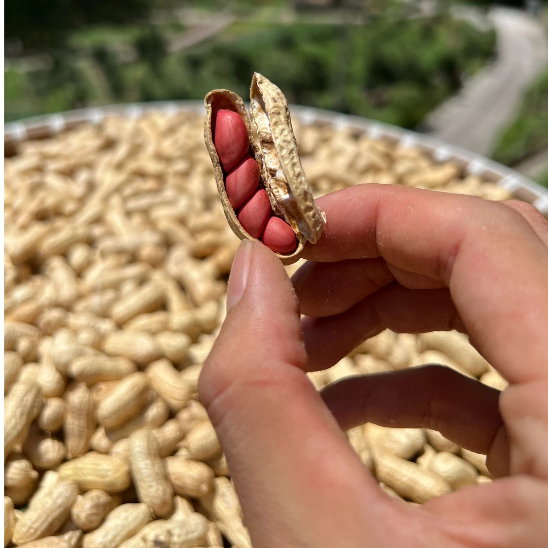 CLS 高山 农家 红皮生花生