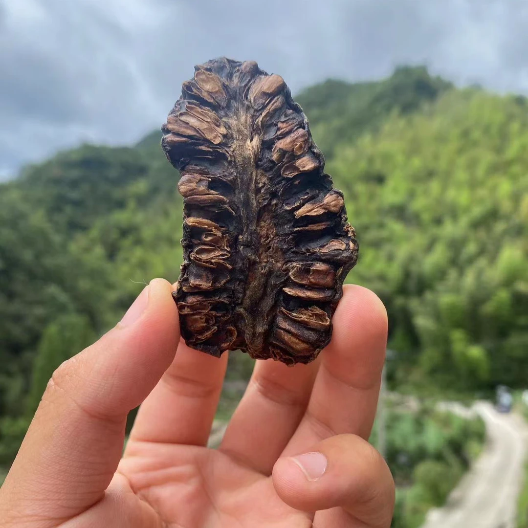 CLS高山 农家 诺丽果