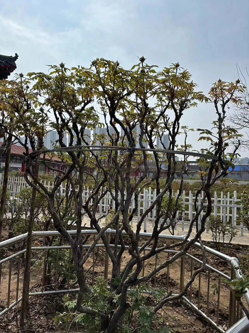 【几百年牡丹仙树】高品 绿植 别墅庭院适种 可出嫁 可咨询