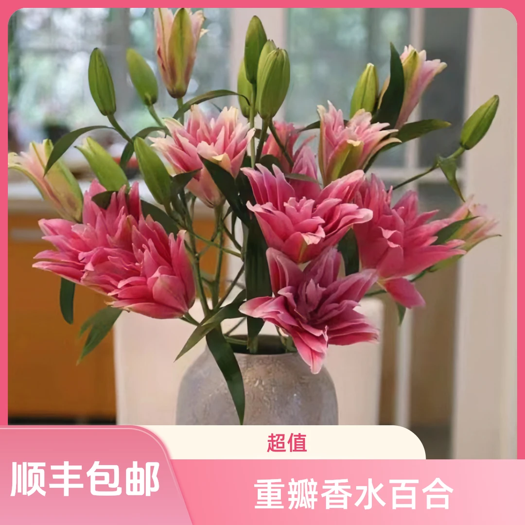 （艾琳娜）-重瓣香水百合（东北辽宁鲜花基地发货顺丰包邮）粉色