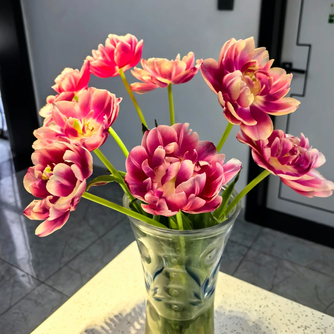 （草莓松饼）-重瓣郁金香（东北辽宁鲜花基地发货顺丰包邮）时尚