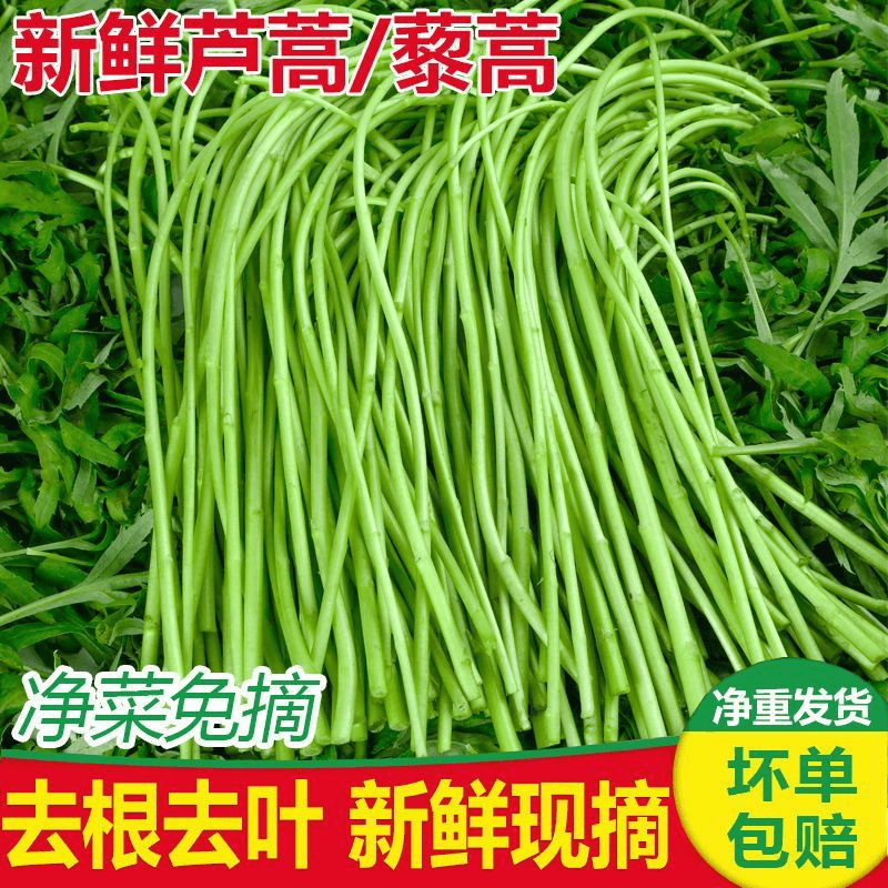 农家现摘新鲜蔬菜去叶去根净菜芦蒿黎蒿藜蒿泥蒿柳蒿芽野菜炒腊肉