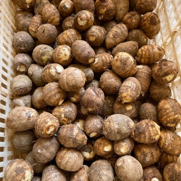 山东牛奶芋头毛芋头小圆球五斤鸽子蛋大小牛奶小芋头香芋头