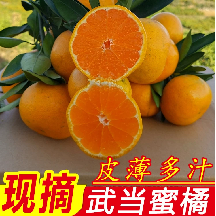 【红姐专属】湖北十堰丹江口桔子武当蜜橘5/9斤新鲜水果酸甜蜜橘
